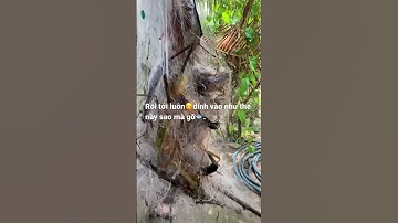 Giăng lưới cá mùa nước nổi lúc nào cũng không làm anh em ta thất vọng”cá dính toàn cá to gỡ mệt luôn