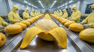 Inside a Modern Mango Factory | The Full Journey From Orchard to Sweet Juice Processing