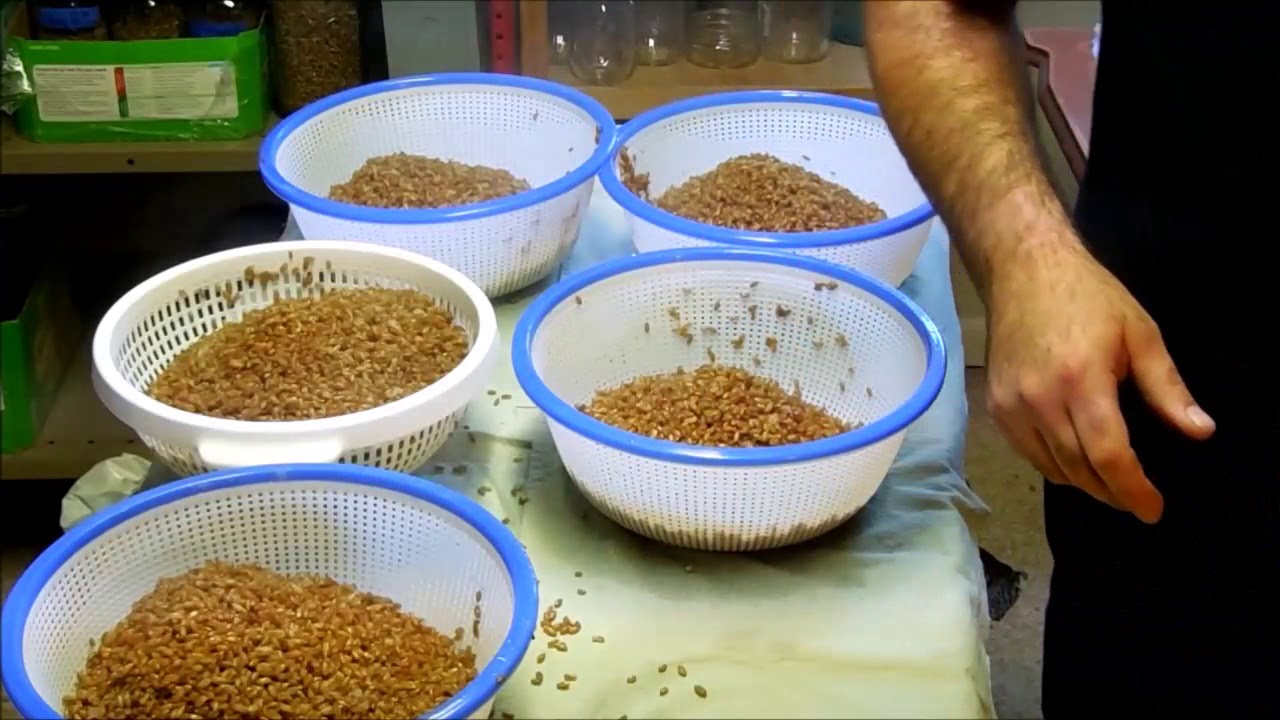 How I make grain spawn for growing mushrooms Part 1 YouTube