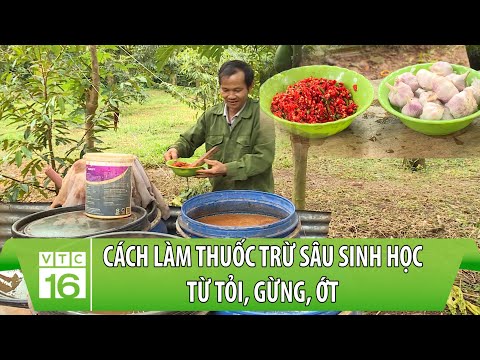 Video: Vấn đề về Cây Tỏi trong Vườn - Quản lý Sâu và Bệnh hại Tỏi