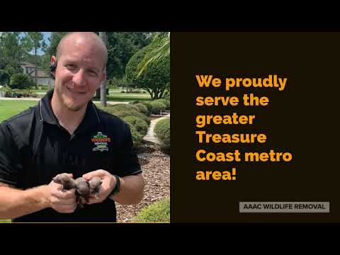 Squirrel Removal Treasure Coast | Treasure Coast Florida | 772-324-3412