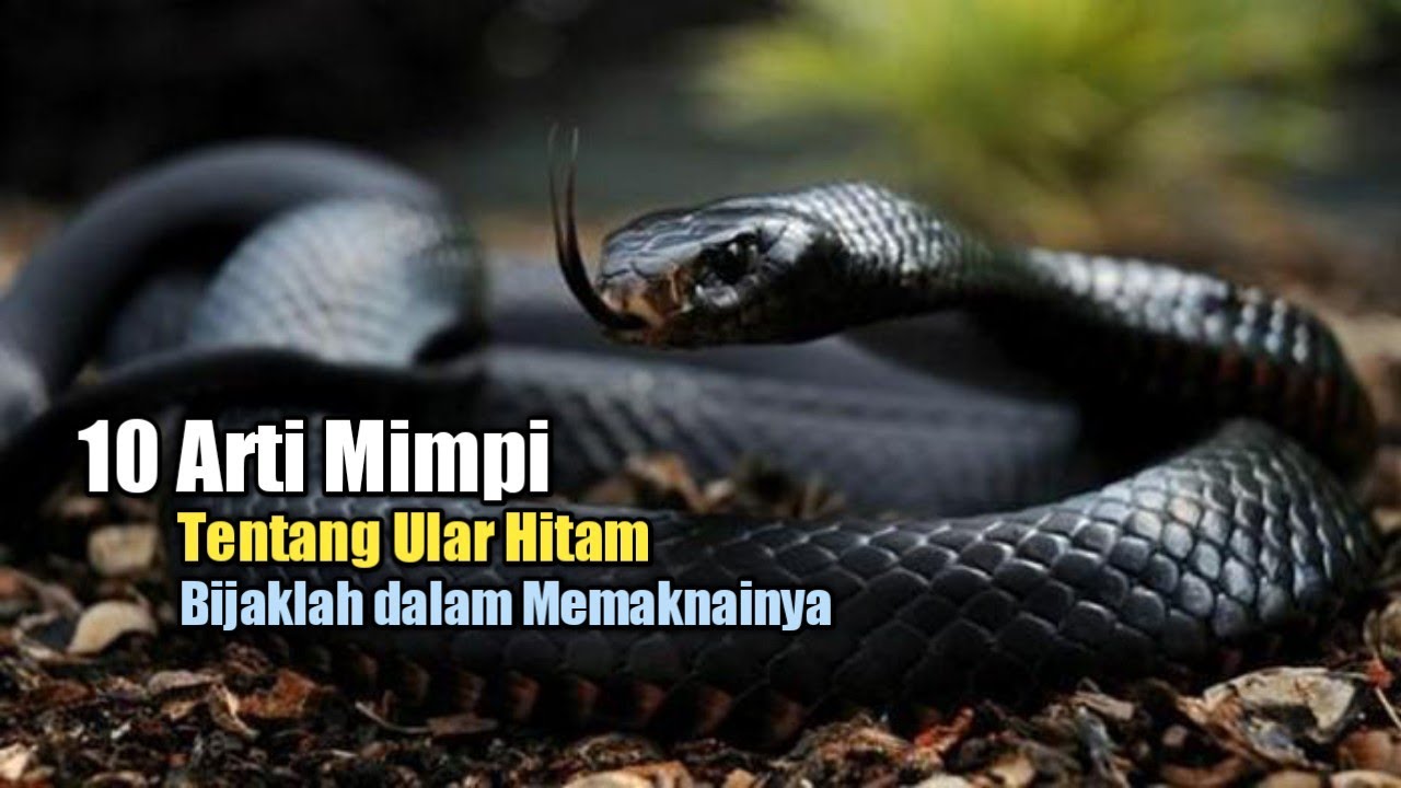Arti Mimpi Dikejar Ular Hitam: Tafsir, Makna Psikologis, dan Cara Menyikapinya
