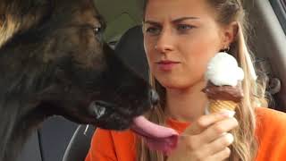 My Boyfriend's German Shepherd Annoys Me by Buddy & Friends 695,008 views 3 years ago 3 minutes, 45 seconds