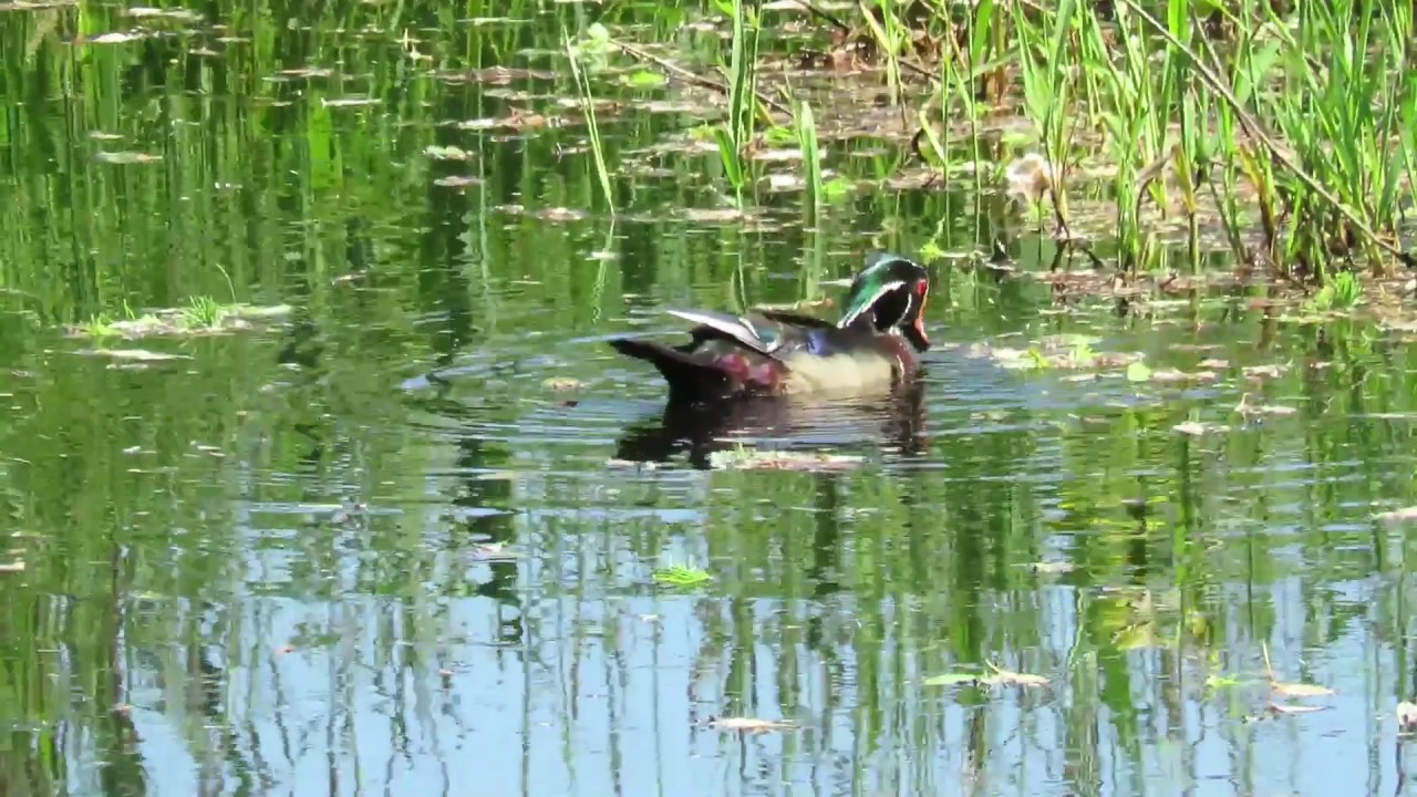 Wood duck YouTube