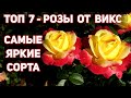 ТОПовые 7 сортов роз от ВИКС (США) - самые узнаваемые, яркие!