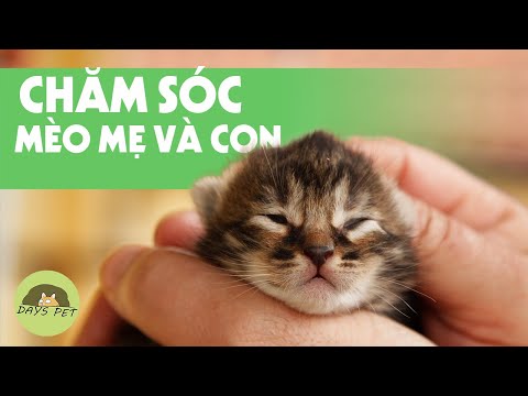 Video: Cách Chăm Sóc Mèo Con Mới Sinh