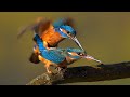 Mating birds  common kingfisher alcedo atthis