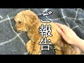 【ご報告】愛犬が痛みで歩かなくなってからのその後
