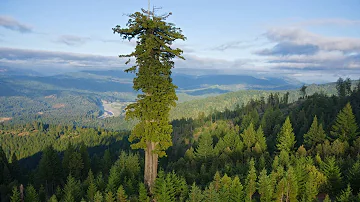 ¿Cuál es el árbol más alto del mundo?