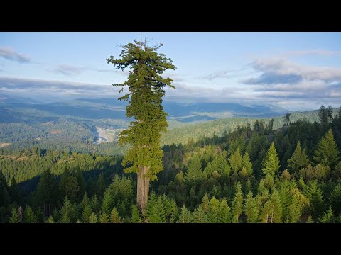 Video: El árbol más alto del mundo es el Hiperión Gigante