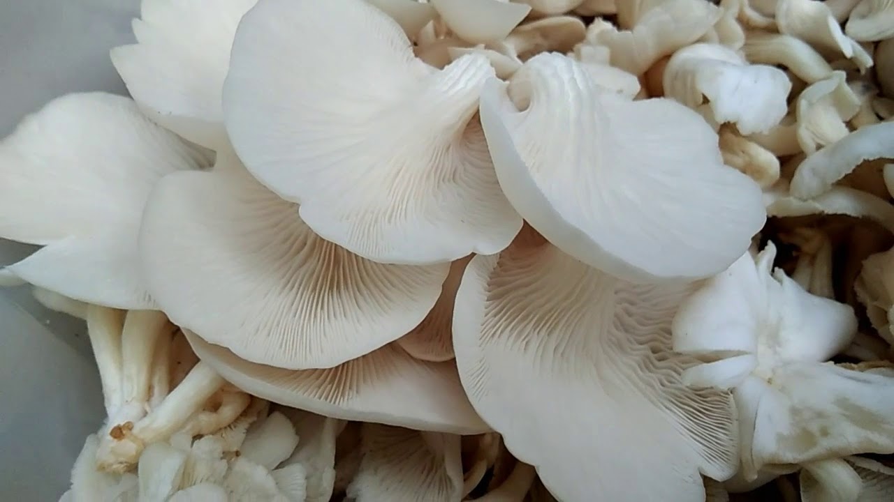 Budidaya Jamur Tiram PWMP OoTitas Kab. Semarang YouTube