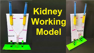 kidney working model using syringes for school science project exhibition urinary system  DIY pandit
