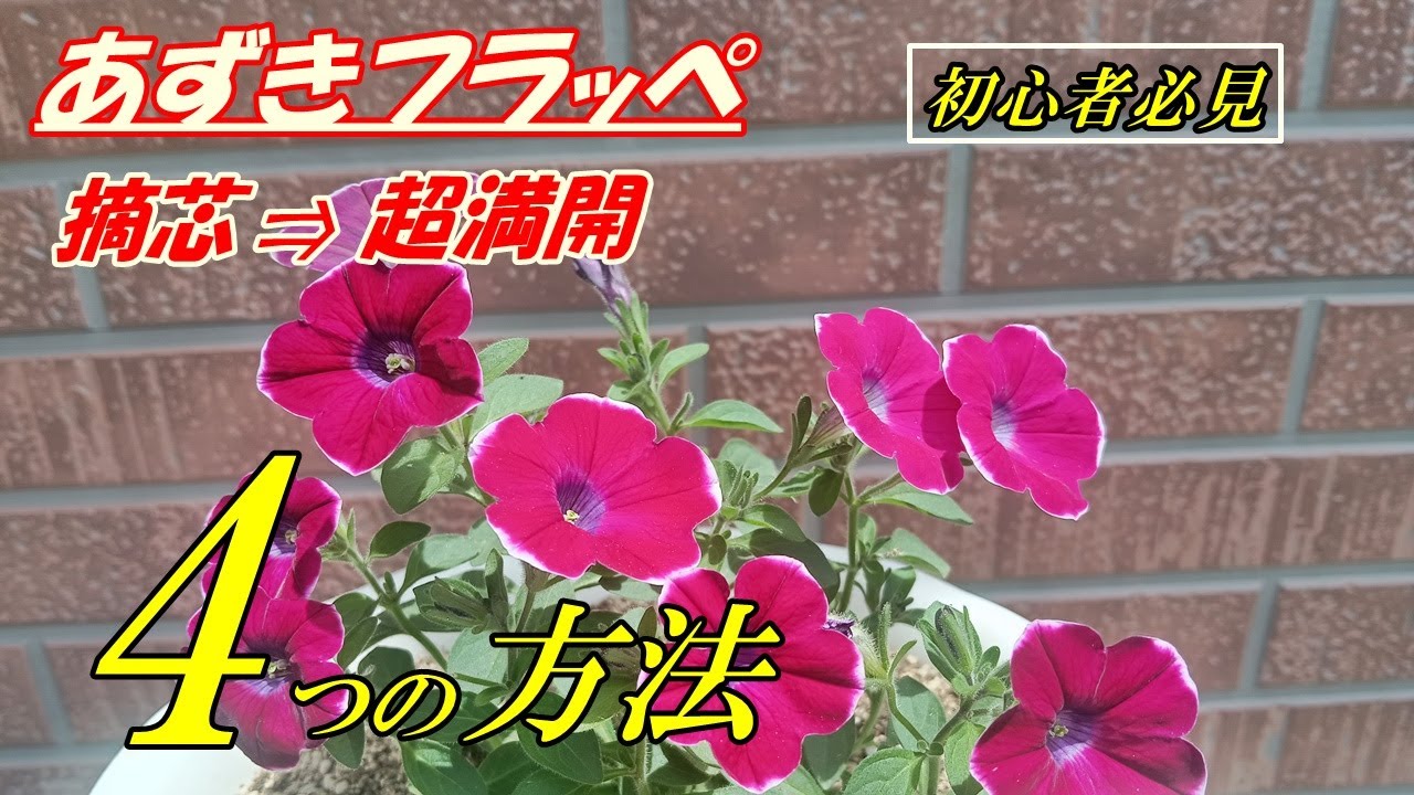 Flowers] How to grow Azuki Frappe - pinching off the top - YouTube