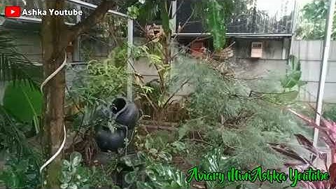 Kondisi Aviary Mini Ashka Youtube Saat Hujan