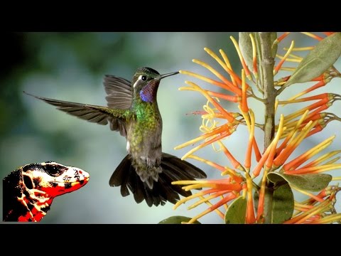 วีดีโอ: นกอะไรขึ้นชื่อในเรื่องเสียงร้องไพเราะ