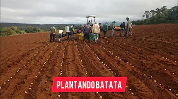 Como planta batata na roça?