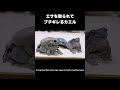 エサを横取りされてぶちギレるカエルがこちらです #cuteanimals #カエル #frog