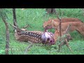Wild dogs pack eating deer @ Pench Tiger Reserve