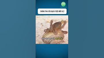 Chàng Trai Cứu Bạch Tuộc Mắc Kẹt #shorts #khamphathegioikydieu