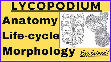 Lycopodium [Pteridophyte] Plant Morphology, Anatomy, Biological Life cycle [Diagram] | Plant Kingdom