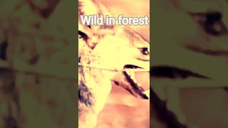 "जंगल के खतरनाक जानवर | Wild Animals in Forest | Jungle Life Reality"#shorts #wildlife #animals