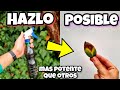 🍄 Todo HONGO desaparece de tus PLANTAS con este FUNGICIDA casero orgánico | Huerto urbano y hogar