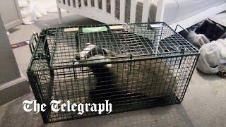 video: Watch: Badger rescued after chewing through door to raid kitchen cupboards