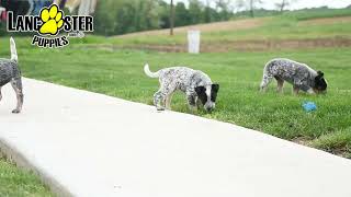 Handsome Australian Cattle Dog Puppies