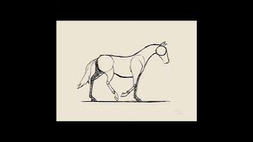 Horse Walk Cycle
