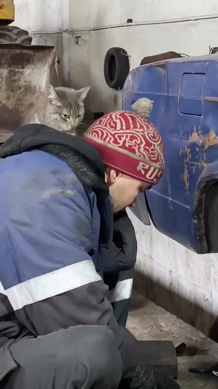 Top des vidéos très mignon petit chaton