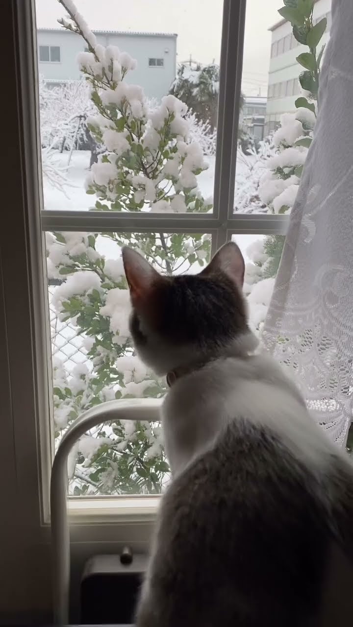 C magnifique vidéo chat ? ? ? ?