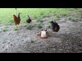 Mother hen protects her chickabees... don't mess with momma!