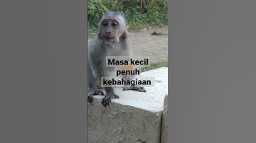 Monyet lucu gemas 🐒#monkey #monkeys