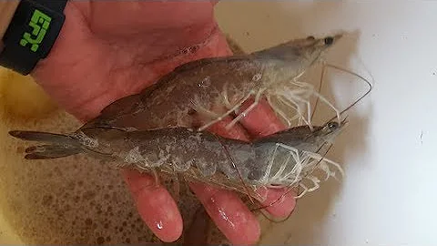 Shrimp farming nanobubble oxygen aeration solution