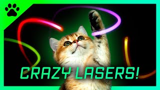 Cat games Crazy LASERS ! A fun video for cats to watch screenshot 2