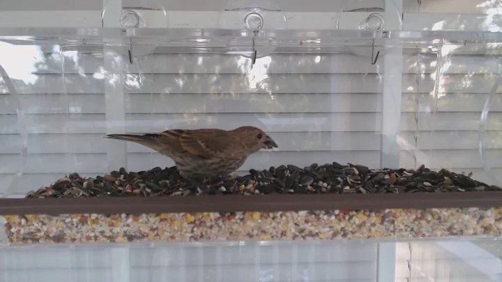 Backyard Birds of North Carolina - Brown Thrasher - Secret Conversation