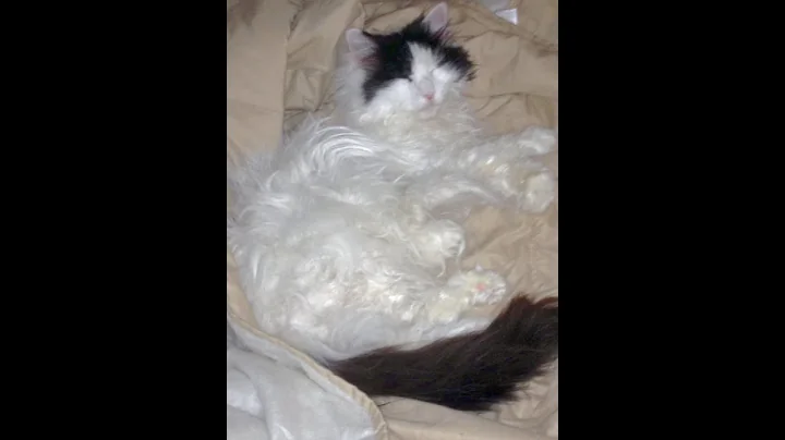 Cat Purring - 4 hours White noise, soothing, comfo...