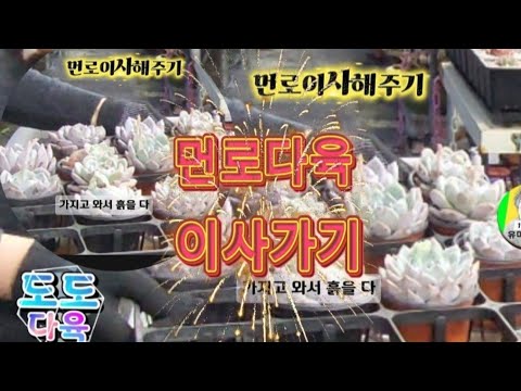 봄이 오니까 바빠요 식집사는 빨리 식물들  제자리  찾아주서야되어요