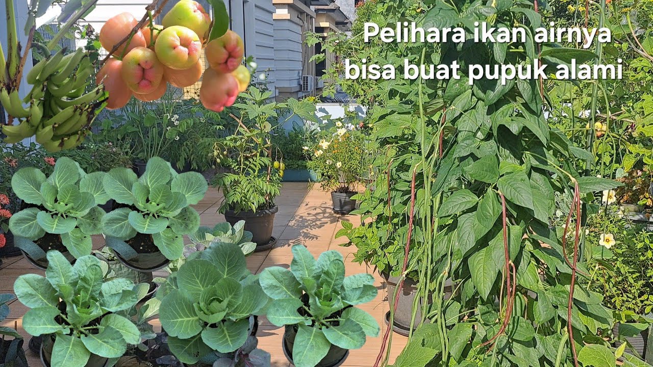 Kebunku subur dan makmur, ada buah dan sayur, pelihara ikan biar airnya bisa buat pupuk 