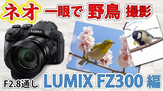 [ ネオ一眼 ] 全域F2.8通し、光学24倍！LUMIX FZ300 を機材整理のために買った結果... [ 野鳥撮影 ]