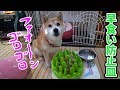 柴犬小春　久々に早食い防止皿を出したら聞いたことない声を出されました