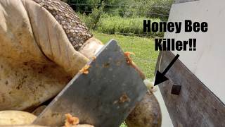 What Can Wipe Out A Honey Been Colony?  #beekeeping #markingqueenbees #mitecontrol