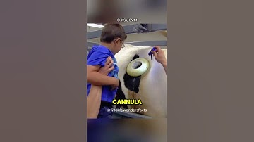 Cow Stomachs with Portholes