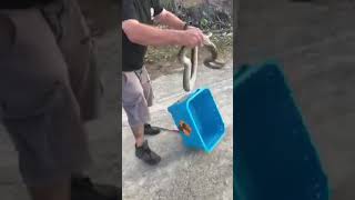 Reticulated Python Release