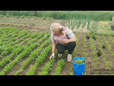 Wideo: Jak leczyć gąsienice, aby stały się motylami lub ćmami