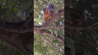 Mother squirrel doe forages for insect eggs on underside of leaves