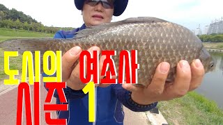 붕어낚시, 도시의 여조사/붕어찌올림