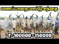 மணப்பாறை மாட்டு சந்தை |  குதிரை சந்தை | Manapparai Mattu sandhai  #xplorewithvj  After Lockdown 2.0