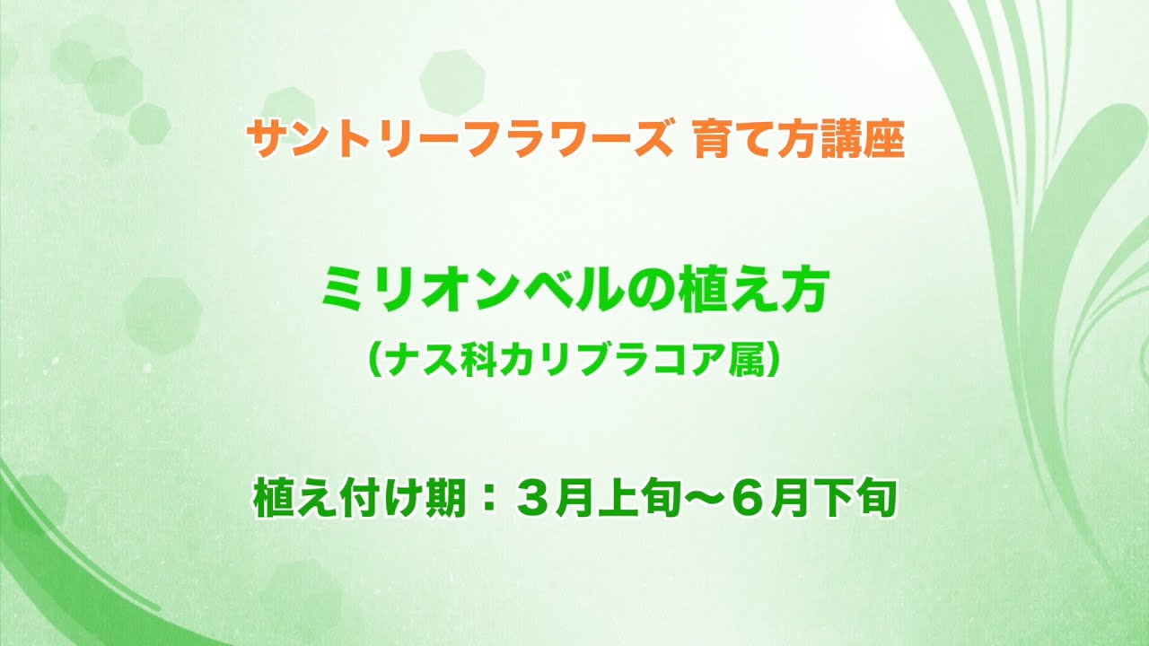 サントリーフラワーズ 育て方講座 ミリオンベルの植え方 4分15秒 Youtube