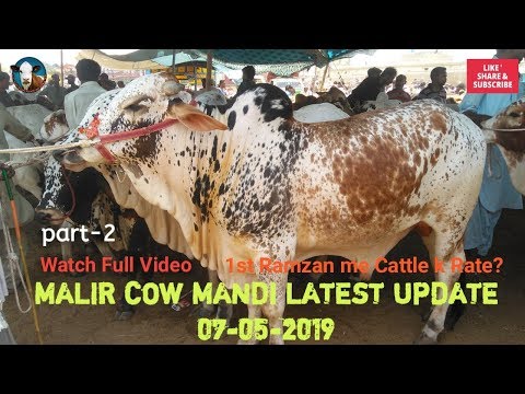 Malir Cow Mandi Karachi 1st Ramzan Cattle Latest Update 07 May 2019 (PART-2)